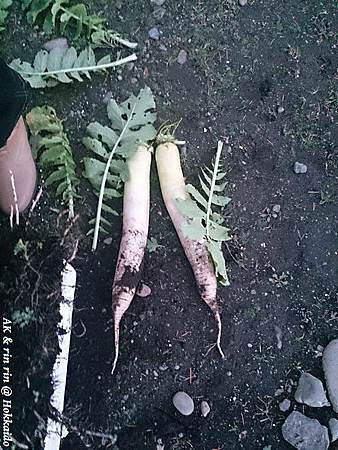 nEO_IMG_DSC_0182.jpg
